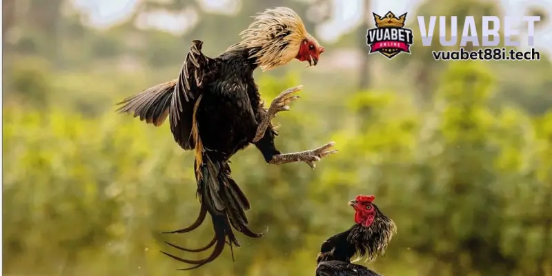 Bật mí kinh nghiệm chơi đá gà Thomo siêu chuẩn