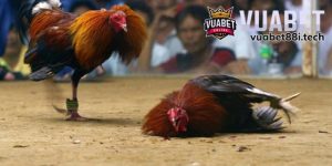 kinh nghiệm chơi đá gà