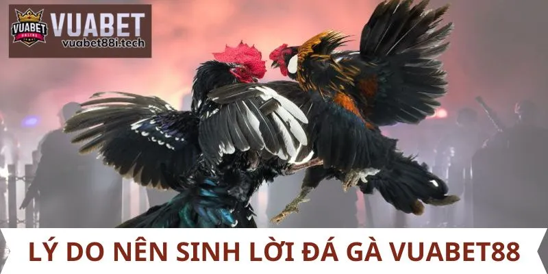 Lý do nên sinh lời đá gà Vuabet88