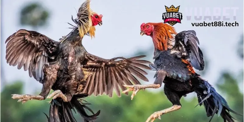 Một vài kinh nghiệm chơi đá gà thomo siêu chuẩn chỉnh