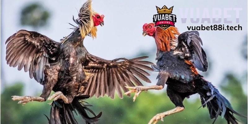 Quan sát gà khi kè để đoán phong độ