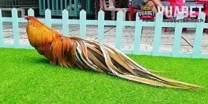 kinh nghiệm đá gà tre