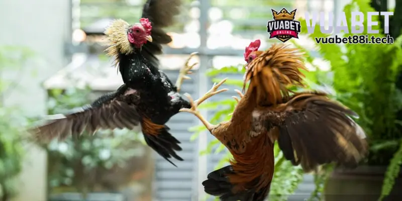 Lý do nên học kinh nghiệm chơi đá gà Thomo